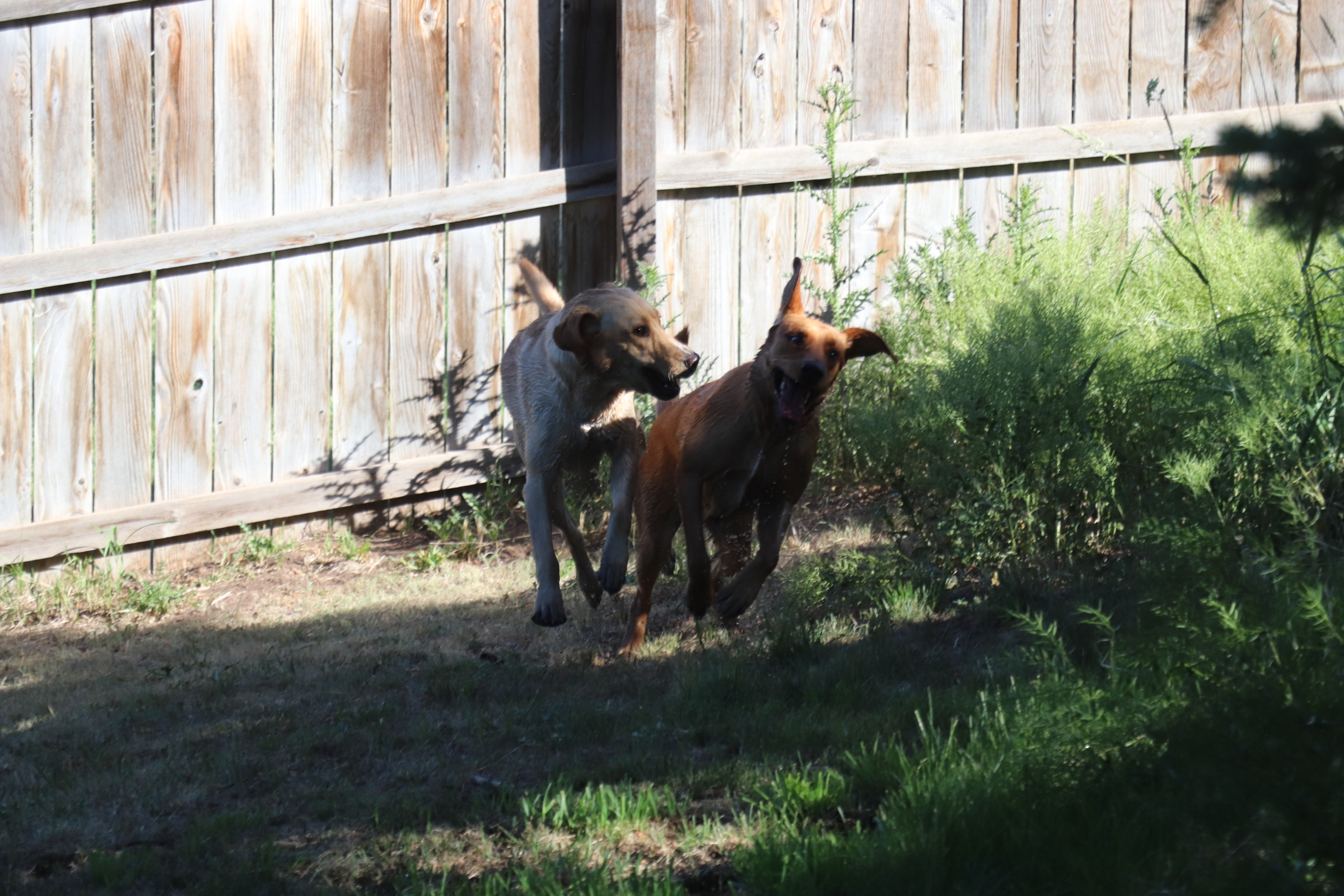 Dog Daycare at The Barn Yard Pet Ranch Dog Daycare at The Barn Yard Pet Ranch