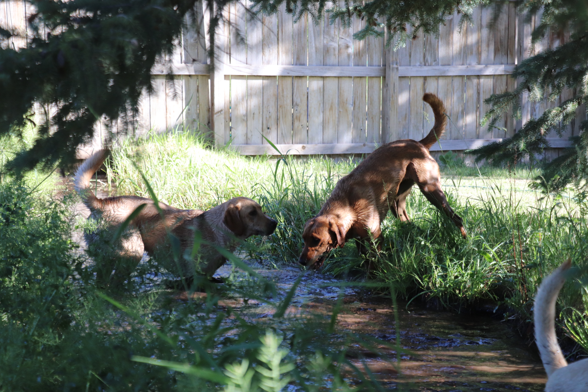Dog Daycare at The Barn Yard Pet Ranch
