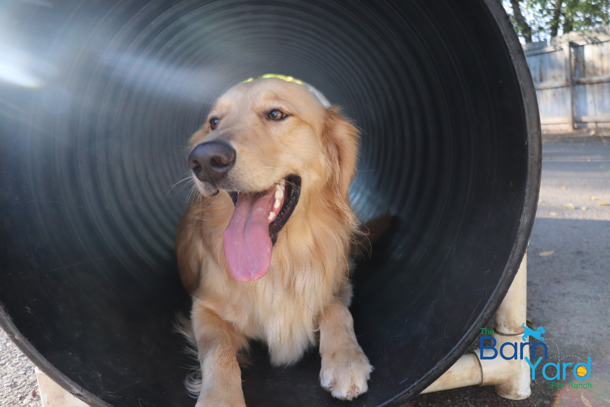 Dog in play tunnel